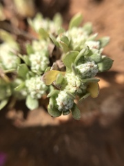 Psilocarphus tenellus