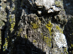 Candelariella xanthostigma