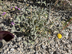 Trichoptilium incisum