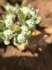 Psilocarphus tenellus