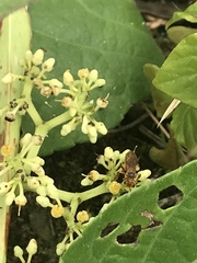 Trigona chanchamayoensis