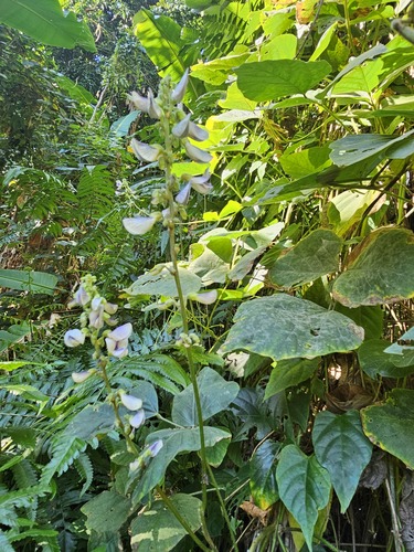 Neustanthus phaseoloides observed 2024-01-24