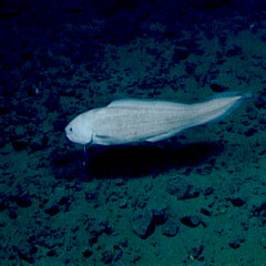Pudgy Cuskeel photo 1
