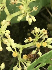 Trigona chanchamayoensis