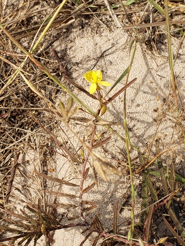 Image of Chamaecrista by (c) Ben Costamagna, some rights reserved (CC BY)