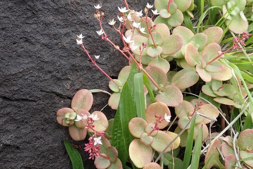 Crassula multicava iNat (2)
