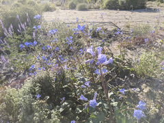 Phacelia campanularia