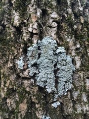 Physconia subpallida