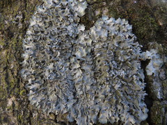 Pleurosticta acetabulum