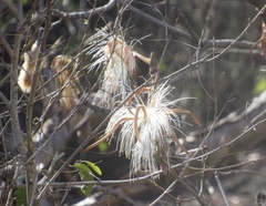 Pseudobombax palmeri