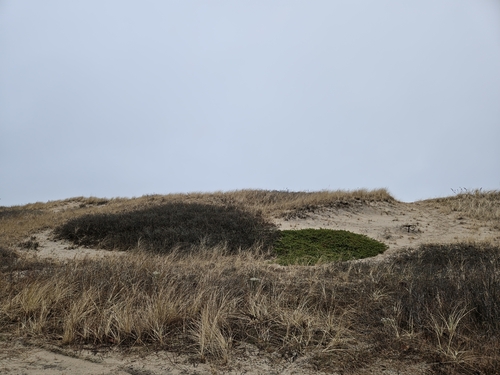 Image of Juniperus rigida by no rights reserved