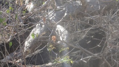 Pseudobombax palmeri