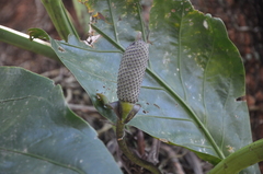 Image of Anthurium cubense