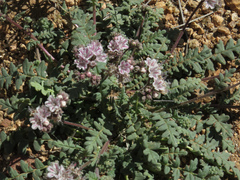 Phacelia arizonica