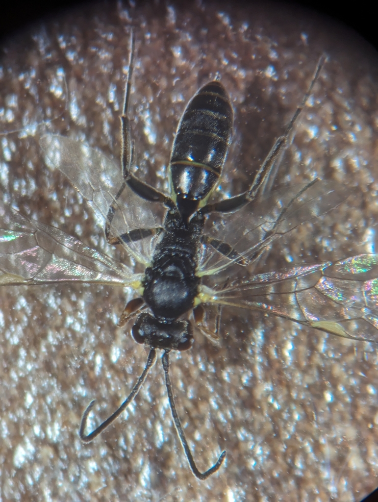 Ichneumonid wasp