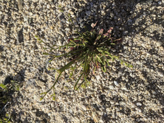 Chorizanthe brevicornu