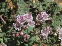 Phacelia arizonica
