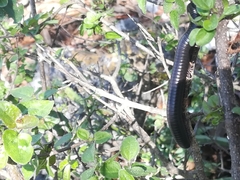 Orthoporus texicolens