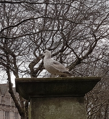 Larus argentatus