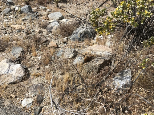 iNaturalist observation photo of Desert Iguana