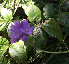 Dipterostemon capitatus