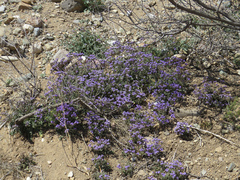 Phacelia bombycina