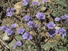 Phacelia bombycina