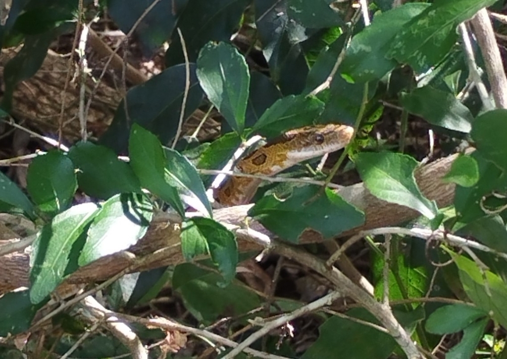 Green Rat Snake In January 2024 By Sebasti N De Jes S Herrera Buenfil   Large 