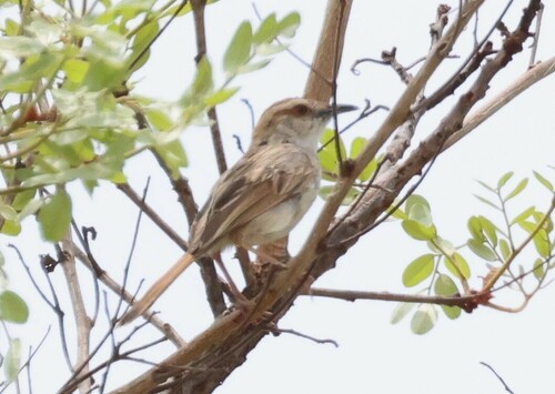 Tinkling Cisticola (Cisticola rufilatus), photo 3