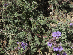 Phacelia bombycina