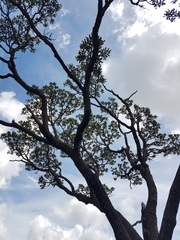 Vochysia thyrsoidea