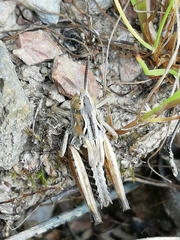 Chorthippus apicalis