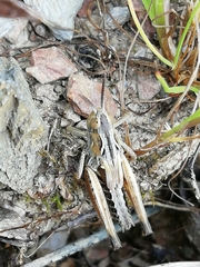 Chorthippus apicalis