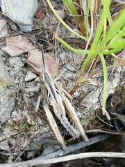 Chorthippus apicalis