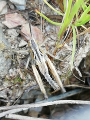 Chorthippus apicalis