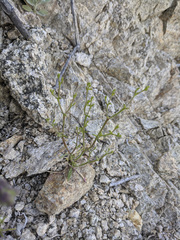 Chorizanthe brevicornu