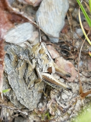 Chorthippus apicalis