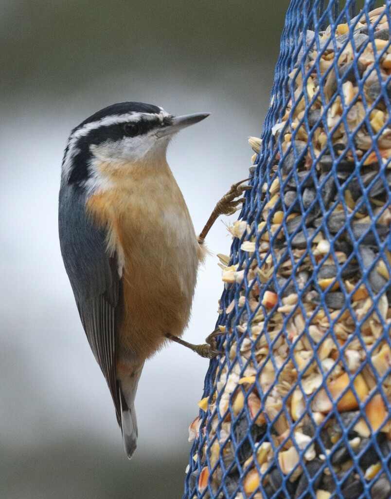 Red-breasted Nuthatch from Massey Acres on January 26, 2024 at 11:52 AM ...