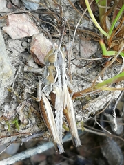 Chorthippus apicalis