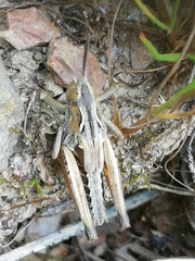 Chorthippus apicalis