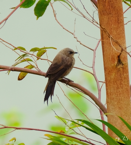 Black-lored Babbler (Turdoides sharpei), photo 8