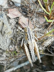 Chorthippus apicalis