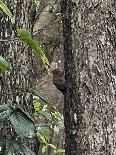 Eastern Pygmy Marmoset
