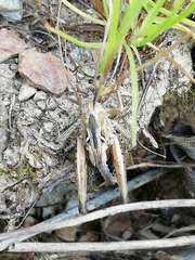 Chorthippus apicalis