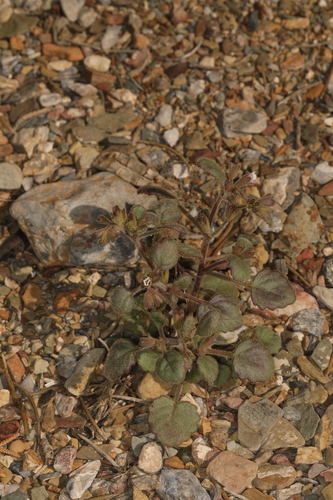 Handsome phacelia (Phacelia peirsoniana)