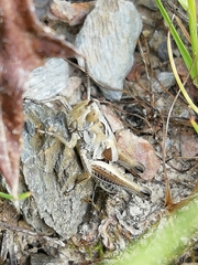 Chorthippus apicalis