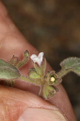 Image of Phacelia peirsoniana by (c) Steve Matson, some rights reserved (CC BY)