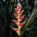 Heliconia - Photo (c) zhijunli, μερικά δικαιώματα διατηρούνται (CC BY-NC)