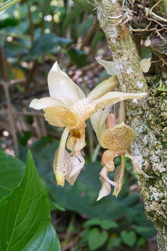 Stanhopea haseloffiana