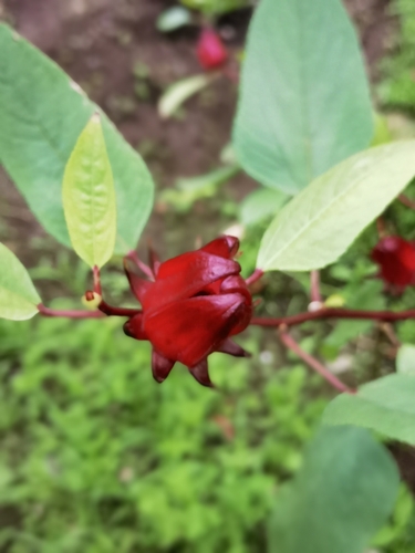 Foto de Vinagreira